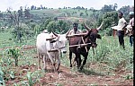 Thumbnail of Westafrika 1986-02-057.jpg