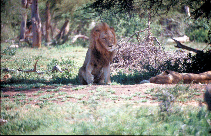 Sudafrika bis Tansania 1995-01-102.jpg