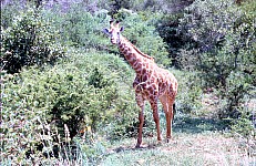 Thumbnail of Sudafrika bis Tansania 1995-01-080.jpg