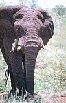 Thumbnail of Sudafrika bis Tansania 1995-01-083.jpg