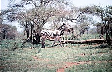 Thumbnail of Sudafrika bis Tansania 1995-01-094.jpg