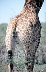 Thumbnail of Sudafrika bis Tansania 1995-01-096.jpg