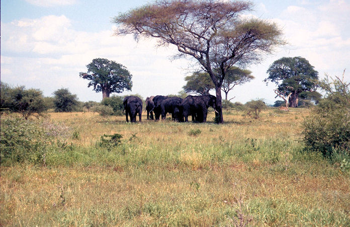 Sudafrika bis Tansania 1995-02-100.jpg