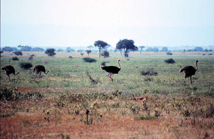 Sudafrika bis Tansania 1995-02-103.jpg