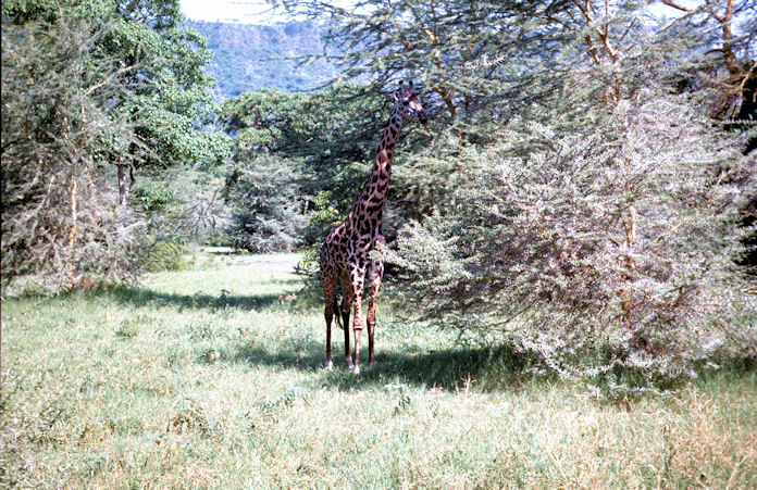 Sudafrika bis Tansania 1995-02-121.jpg