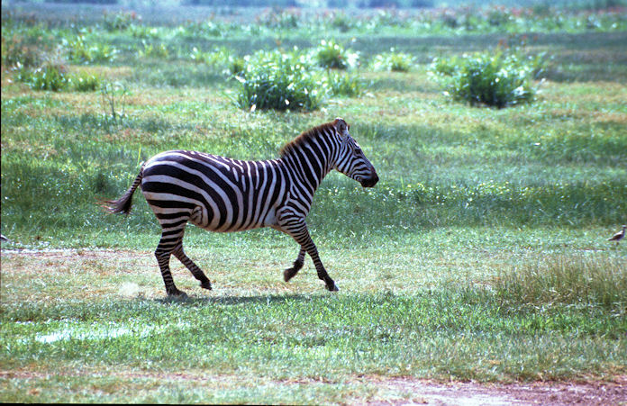 Sudafrika bis Tansania 1995-02-122.jpg