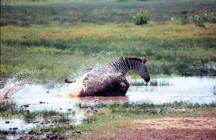 Sudafrika bis Tansania 1995-02-123.jpg