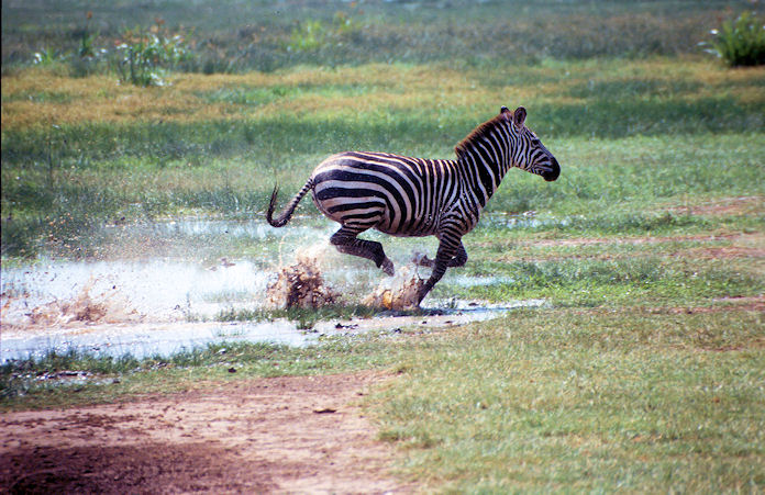 Sudafrika bis Tansania 1995-02-124.jpg