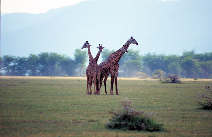 Sudafrika bis Tansania 1995-02-126.jpg