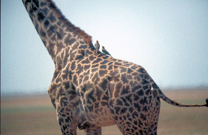 Sudafrika bis Tansania 1995-02-127.jpg