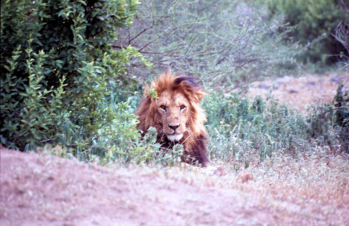 Sudafrika bis Tansania 1995-02-131.jpg