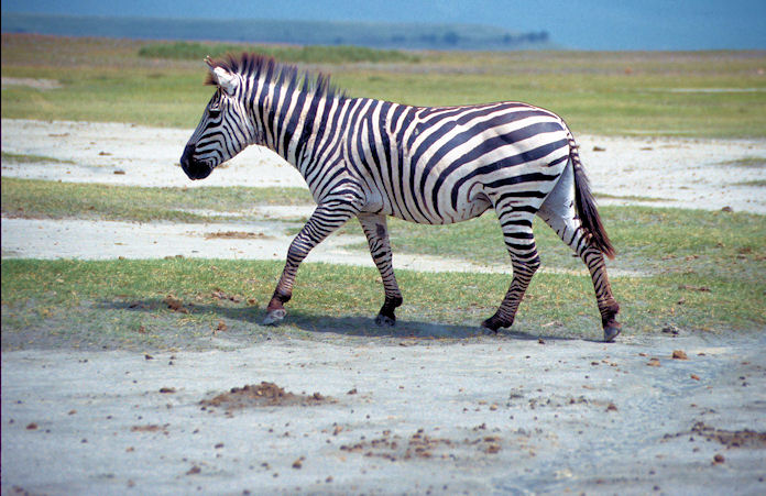 Sudafrika bis Tansania 1995-02-141.jpg