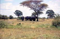 Thumbnail of Sudafrika bis Tansania 1995-02-100.jpg