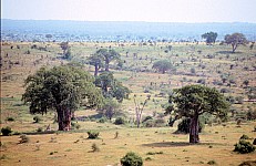 Thumbnail of Sudafrika bis Tansania 1995-02-101.jpg