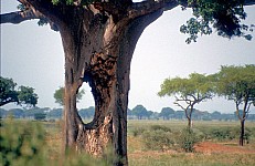 Thumbnail of Sudafrika bis Tansania 1995-02-102.jpg
