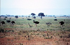Thumbnail of Sudafrika bis Tansania 1995-02-103.jpg