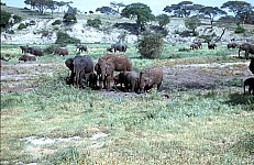 Thumbnail of Sudafrika bis Tansania 1995-02-107.jpg