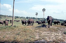 Thumbnail of Sudafrika bis Tansania 1995-02-108.jpg