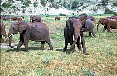 Thumbnail of Sudafrika bis Tansania 1995-02-110.jpg