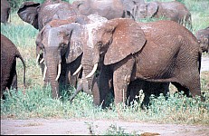 Thumbnail of Sudafrika bis Tansania 1995-02-111.jpg