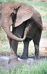 Thumbnail of Sudafrika bis Tansania 1995-02-113.jpg
