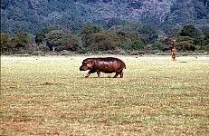 Thumbnail of Sudafrika bis Tansania 1995-02-119.jpg