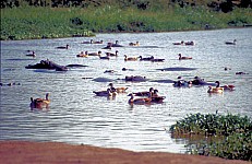 Thumbnail of Sudafrika bis Tansania 1995-02-120.jpg