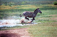 Thumbnail of Sudafrika bis Tansania 1995-02-124.jpg
