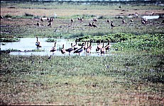 Thumbnail of Sudafrika bis Tansania 1995-02-125.jpg