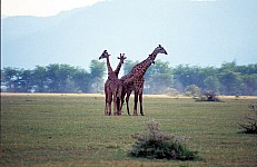 Thumbnail of Sudafrika bis Tansania 1995-02-126.jpg