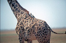 Thumbnail of Sudafrika bis Tansania 1995-02-127.jpg