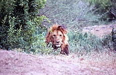 Thumbnail of Sudafrika bis Tansania 1995-02-131.jpg