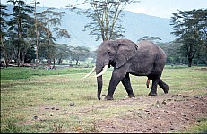 Thumbnail of Sudafrika bis Tansania 1995-02-156.jpg