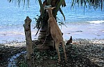 Thumbnail of Dominica-02-121.jpg