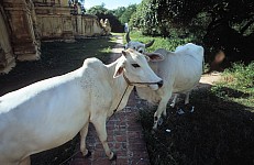 Thumbnail of Myanmar 2000-02-189.jpg