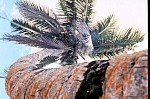 Thumbnail of Seychellen 1999-008.jpg