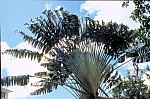 Thumbnail of Seychellen 1999-025.jpg