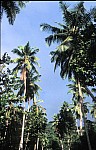 Thumbnail of Seychellen 1999-045.jpg