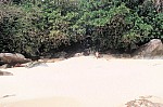 Thumbnail of Seychellen 1999-065.jpg