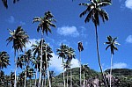 Thumbnail of Seychellen 1999-099.jpg