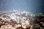 Thumbnail of Seychellen Unterwasser-002.jpg