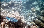 Thumbnail of Seychellen Unterwasser-003.jpg
