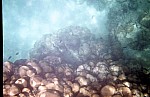 Thumbnail of Seychellen Unterwasser-005.jpg