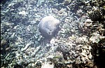 Thumbnail of Seychellen Unterwasser-012.jpg