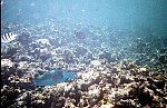 Thumbnail of Seychellen Unterwasser-015.jpg