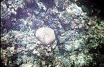 Thumbnail of Seychellen Unterwasser-016.jpg