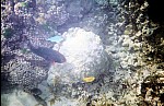 Thumbnail of Seychellen Unterwasser-020.jpg