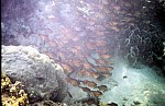 Thumbnail of Seychellen Unterwasser-022.jpg