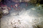 Thumbnail of Seychellen Unterwasser-023.jpg
