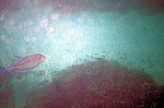 Thumbnail of Seychellen Unterwasser-026.jpg